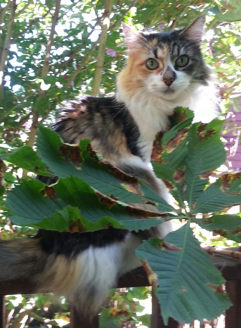  photo 20140706_162429-1_zpsjsjyluop.jpg